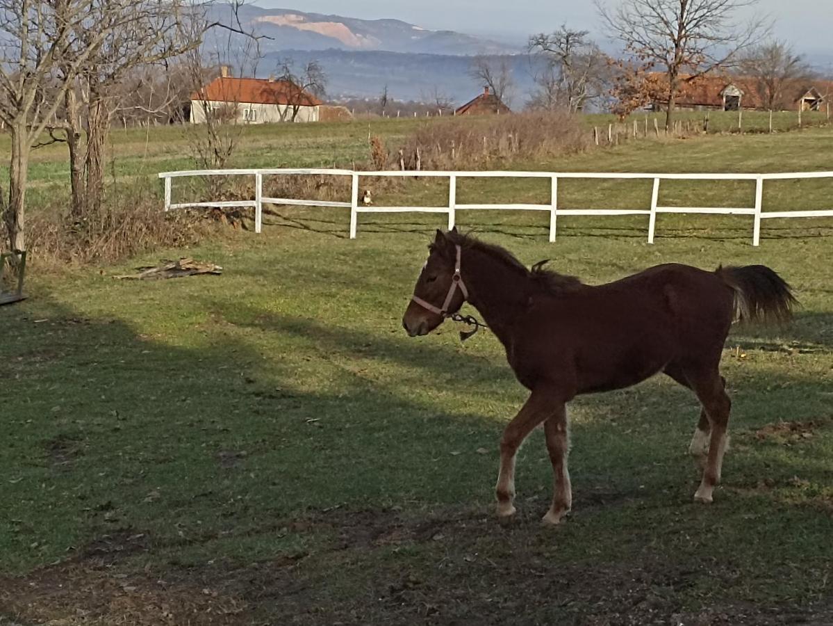 Ferienwohnung Ranc Sretenovic Mionica Exterior foto